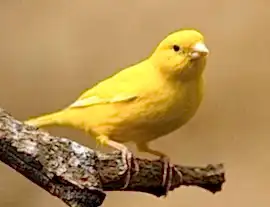 Кенар желтый (Под заказ)