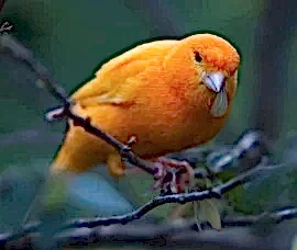 Кенар красный