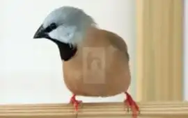 Гибрид острохвостой и короткохвостой амадины