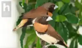 Каштановогрудая амадина