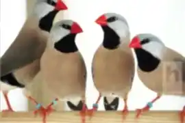 Острохвостая амадина