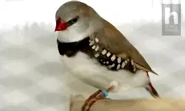 Бриллиантовая амадина