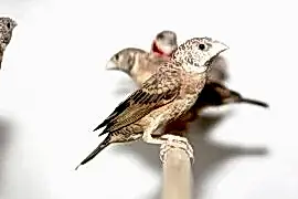 Красногорлая амадина