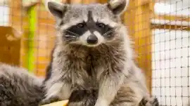 Енот полоскун