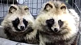 Енотовидная собака