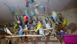 ПИТОМНИК "ВОЛНИСТИКИ"