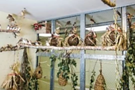 Питомник Варакушка