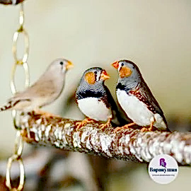 Зебровая амадина