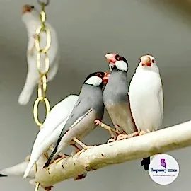 Рисовые амадины