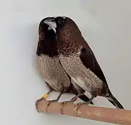 Чешуйчатая амадина