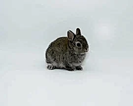 ДЕКОРАТИВНЫЙ КАРЛИКОВЫЙ КРОЛИК АГУТИ