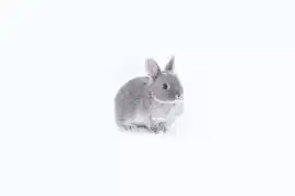 ДЕКОРАТИВНЫЙ КАРЛИКОВЫЙ КРОЛИК ЛИЛОВЫЙ БЕЛООСТЕВОЙ