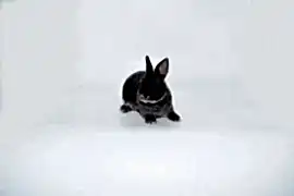 ДЕКОРАТИВНЫЙ КАРЛИКОВЫЙ КРОЛИК РЕКС ГОЛУБОЙ ОТТЕР