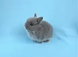 ДЕКОРАТИВНЫЙ КАРЛИКОВЫЙ КРОЛИК ЛИЛОВЫЙ БЕЛООСТЕВОЙ