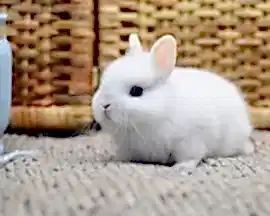 Питомник породных карликовых кроликов "Сказка"