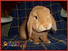 Питомник декоративных животных "Ягодка"