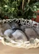 Домашний питомник LITTLE RABBITS