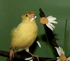 Кенар желтый поющий