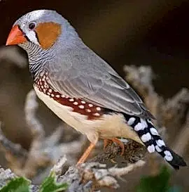 Амадина Зебровая