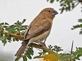 Амадина Японская