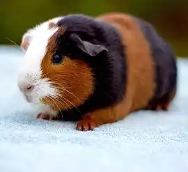 Морская свинка триколор