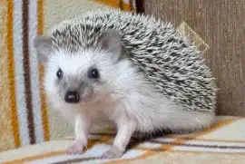 Африканский карликовый ёжик (под заказ)