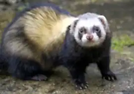 Хорёк (фретка) под заказ