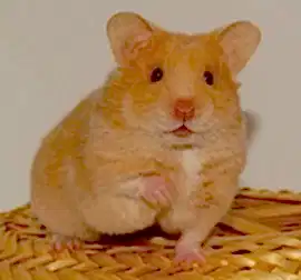 Хомячок сирийский