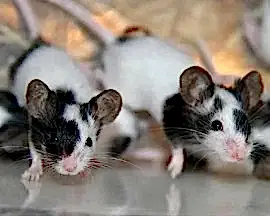 Мышка декоративная (долматинец)