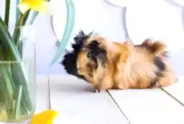 Морская свинка Розетка