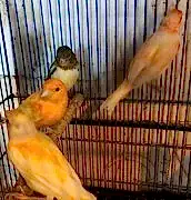 КЕНАРЬ, САМЕЦ