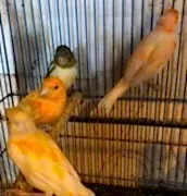 КАНАРЕЙКА, САМКА