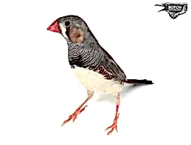 АМАДИНА ЗЕБРОВАЯ БЕЛАЯ