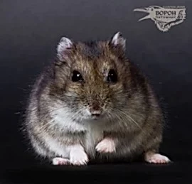 ДЖУНГАРСКИЙ ХОМЯК