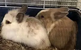 ДЕКОРАТИВНЫЙ КРОЛИК