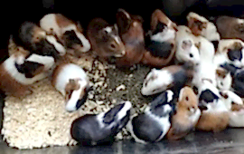 МОРСКАЯ СВИНКА ГЛАДКОШЕРСТНАЯ