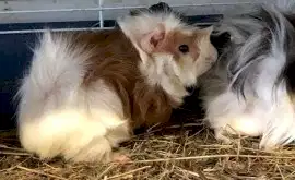 МОРСКАЯ СВИНКА РОЗЕТКА