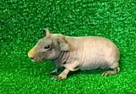 МОРСКАЯ СВИНКА СКИННИ