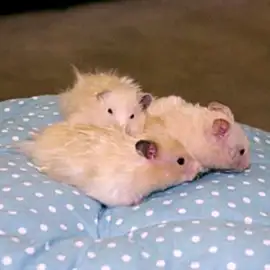 Хомяк сирийский