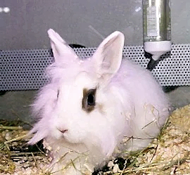 Кролик декоративный