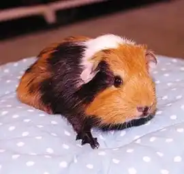 Морская свинка гладкошерстная