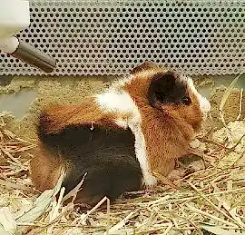 Морская свинка розеточная