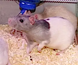 Крыса декоративная