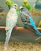 Попугай Волнистый