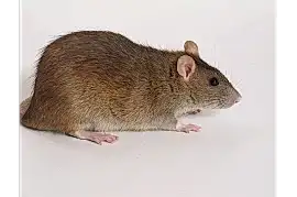 Крыса декоративная