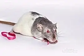 Крыса Девил Капюшон