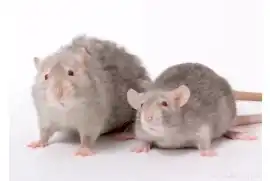 Крыса Девил Вельветин