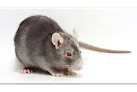 Крыса Девил