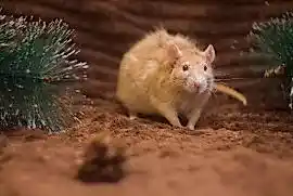 Крыса Амбер рекс