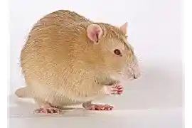 Крыса Амбер